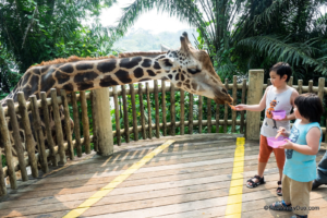 Singapore Tourist Attractions - a zoo.