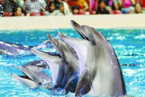 Swim with dolphins in Dubai