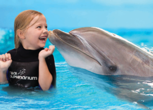 Swim with dolphins in Dubai Dolphinarium