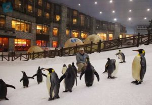 snow park dubai mall of emirates