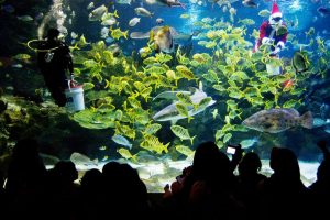 Places to Visit in Malaysia Aquaria KLCC