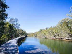 A flat, elevated wooden boardwalk winds through a dense thicket of silver-barked Paperbark (Melaleuca) trees. The path overlooks the tranquil, shallow waters of Lake Coombabah, reflecting a soft blue sky. 