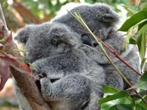 Two Australian koalas are perched together in the fork of a Eucalyptus tree, fast asleep. 