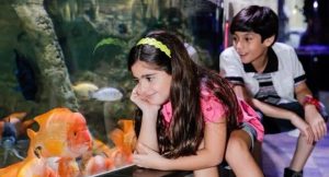 Dubai Aquarium and Underwater Zoo kids attractions in dubai