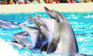 Dubai Dolphinarium is one of the places to visit post COVID-19