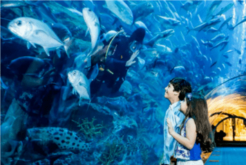 Dubai-Aquarium-Tickets-Best-Offers-Prices-2021-TicketsToDo