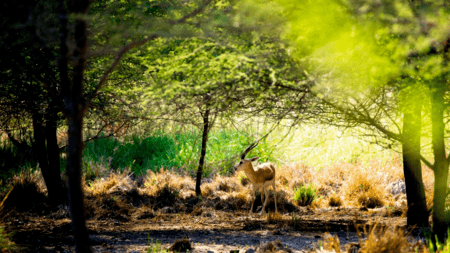 Arabian Wildlife Park