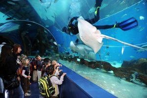 Sharjah Aquarium is one of the places to see in Sharjah