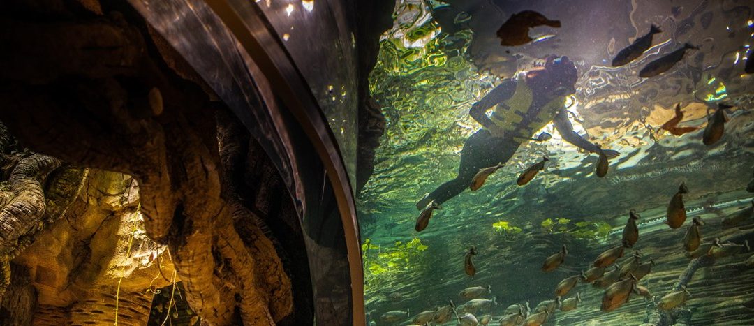 Swim with Piranhas and dance to thunderstorms at The Green Planet Dubai