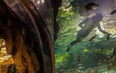 Swim with Piranhas and dance to thunderstorms at The Green Planet Dubai