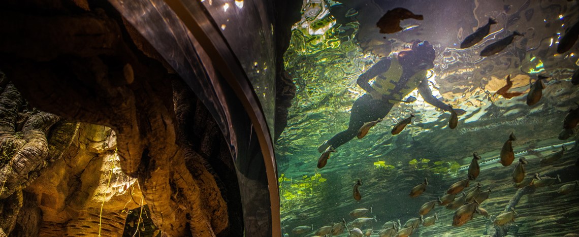 Swim with Piranhas and dance to thunderstorms at The Green Planet Dubai