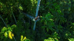 An aerial view of the Tamborine Mountain plateau, showcasing a vast, undulating canopy of deep emerald subtropical rainforest. The high-angle perspective reveals the Tamborine Rainforest Skywalk, a slender steel walkway and cantilever bridge threading through the treetops above the Cedar Creek gorge. 