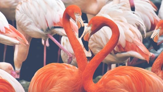 From pink flamingos to pottery, these offbeat places in Abu Dhabi are definitely worth a visit