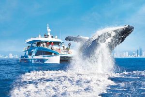 A massive humpback whale breaches dramatically, launching its dark, barnacle-encrusted body out of the sparkling sapphire water. A large, white explosive splash erupts as it hits the surface. In the foreground, passengers on a multi-level Whale Watching Gold Coast catamaran stand along the railings of the open viewing decks, pointing and cheering in awe. 