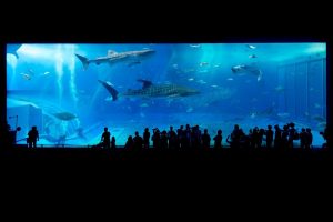 aquarium 