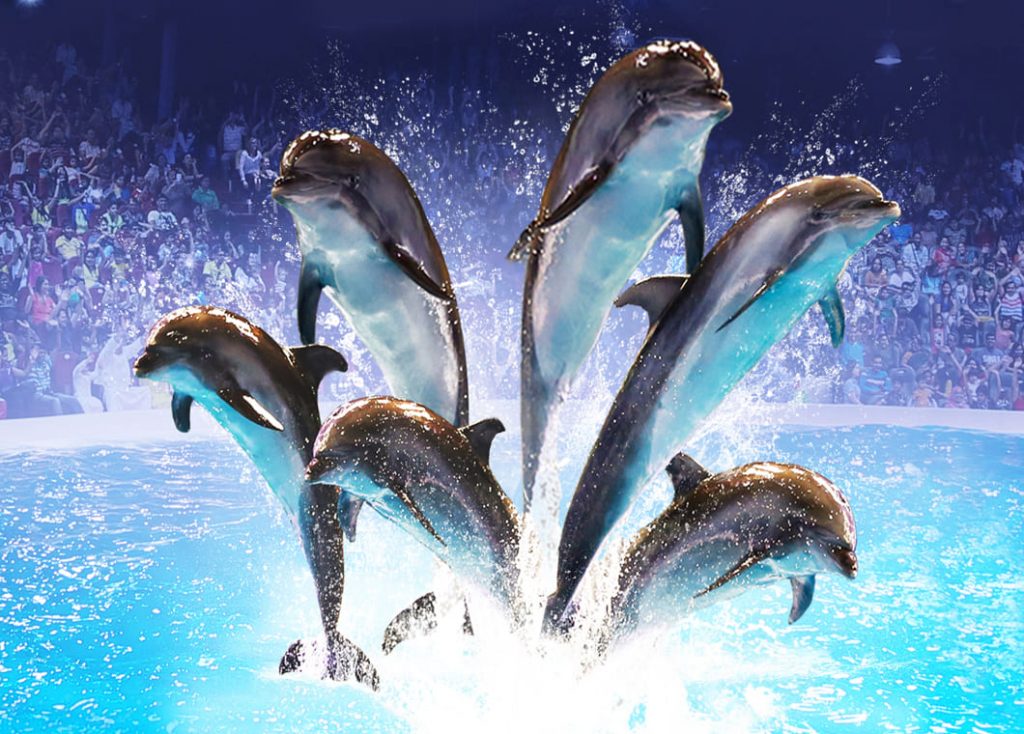 Dubai Dolphinarium