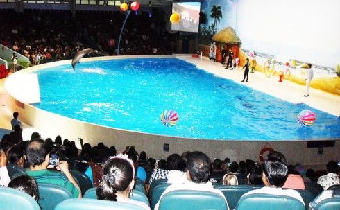 Dubai Dolphinarium 2020 therapy with dolphins
