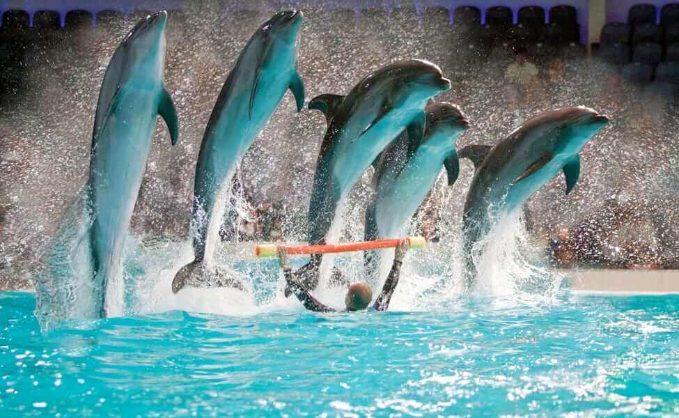 Dubai Dolphinarium is one of the attractions opened post Covid-19