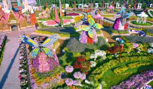 Dubai Miracle Garden is one of winter attractions in dubai