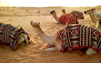 Why desert safari in Qatar should be on your bucket list