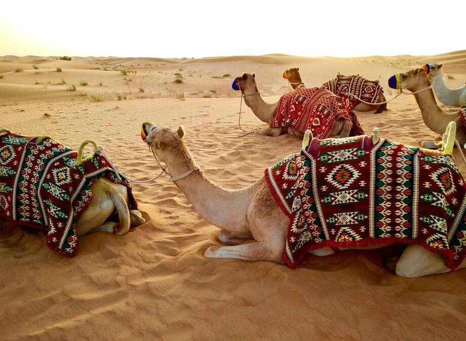 Why desert safari in Qatar should be in your bucket list