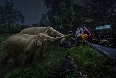 Night Safari in Singapore