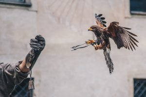 UAE wildlife- UAE falcon hospital 