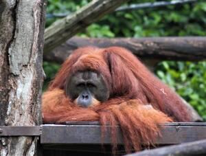  singapore zoo