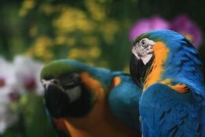 jurong bird park