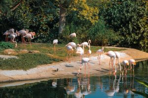 UAE wildlife- wathba wetland reserve