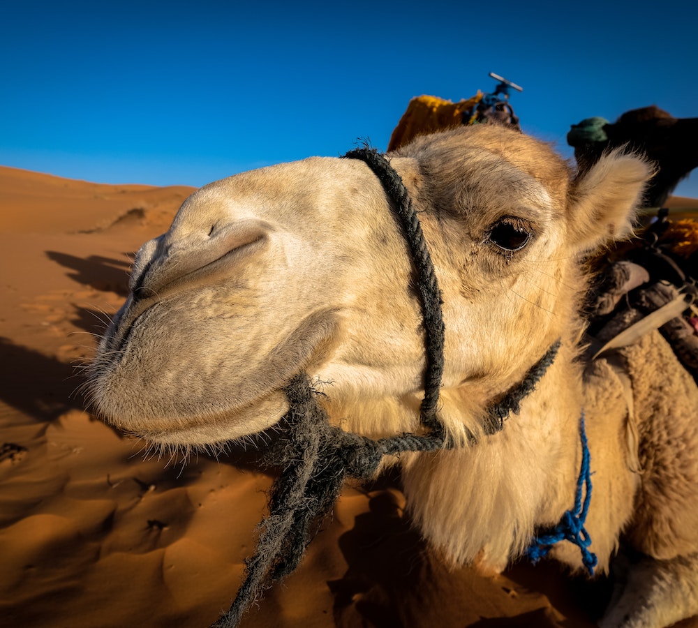 Dubai Camel Racing Club