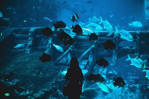 sea aquarium
