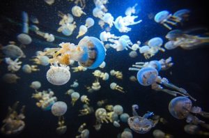 singapore aquarium