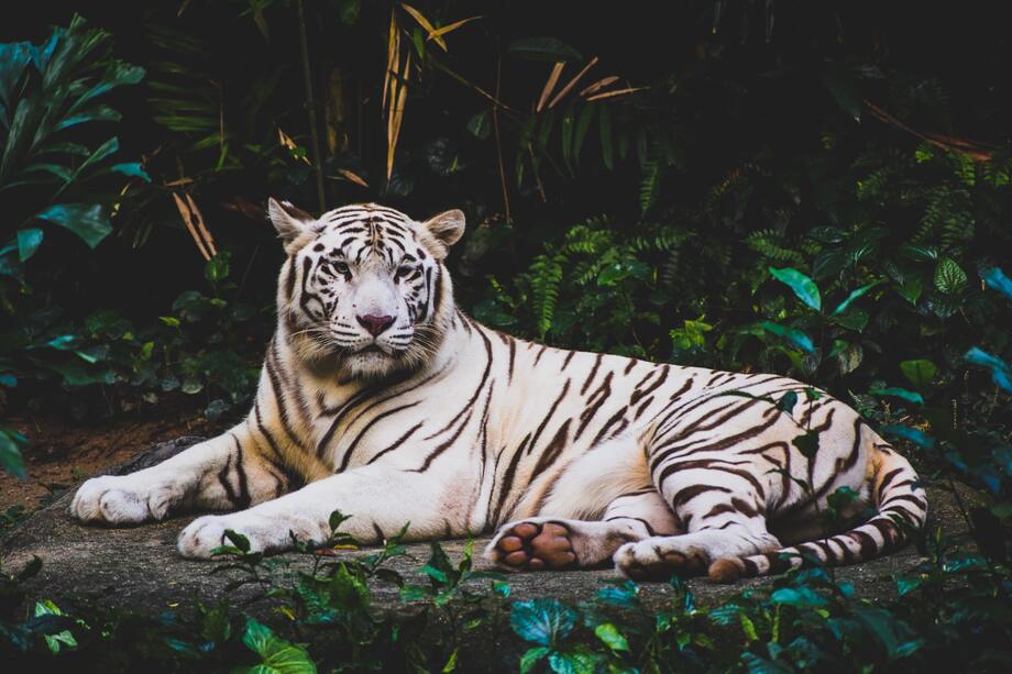 10 Best Places to See Wildlife in Singapore