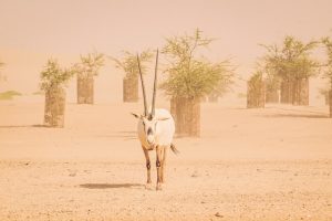 UAE wildlife-Dubai Desert Conservation Reserve, Dubai