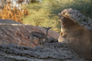 UAE wildlife- Al Ain Zoo