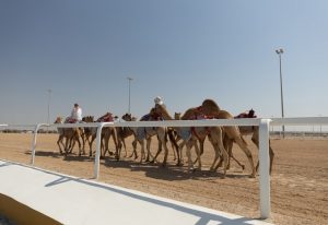 Shahaniyah camel race track limited, garafat al rayyan and dukhan highway, ash shahaniyah, qatar